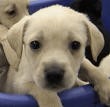 white puppy white puppy