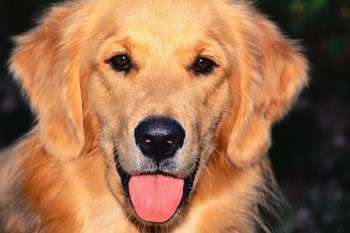 golden retriever golden retriever